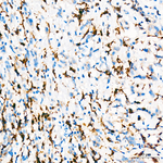 IBA1 Antibody in Immunohistochemistry (Paraffin) (IHC (P))