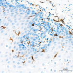 IBA1 Antibody in Immunohistochemistry (Paraffin) (IHC (P))