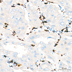 IBA1 Antibody in Immunohistochemistry (Paraffin) (IHC (P))