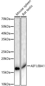 IBA1 Antibody in Western Blot (WB)