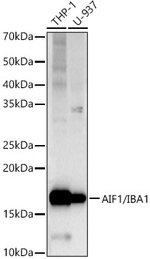 IBA1 Antibody in Western Blot (WB)