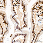 HP1 beta Recombinant Rabbit Monoclonal Antibody (4D6S4)