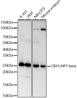 HP1 beta Antibody in Western Blot (WB)