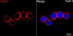 FRS2 Antibody in Immunocytochemistry (ICC/IF)