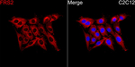 FRS2 Antibody in Immunocytochemistry (ICC/IF)