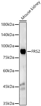 FRS2 Antibody in Western Blot (WB)
