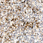 ICAM-2 Antibody in Immunohistochemistry (Paraffin) (IHC (P))