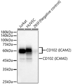 ICAM-2 Antibody in Western Blot (WB)