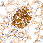 CD29 Antibody in Immunohistochemistry (Paraffin) (IHC (P))