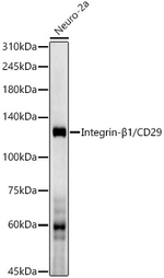CD29 Antibody in Western Blot (WB)