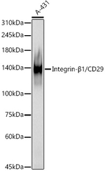 CD29 Antibody in Western Blot (WB)