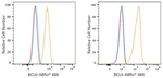 BCL6 Recombinant Rabbit Monoclonal Antibody (9R2G7)
