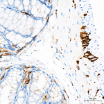CD56 Antibody in Immunohistochemistry (Paraffin) (IHC (P))