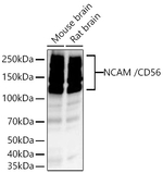 CD56 Antibody in Western Blot (WB)