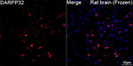 DARPP-32 Antibody in Immunohistochemistry (Frozen) (IHC (F))