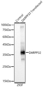 DARPP-32 Antibody in Western Blot (WB)