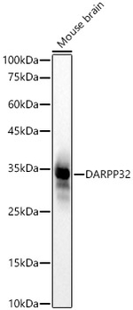 DARPP-32 Antibody in Western Blot (WB)