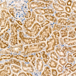 IL-7 Recombinant Rabbit Monoclonal Antibody (8E2Z5)