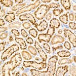 IL-7 Antibody in Immunohistochemistry (Paraffin) (IHC (P))