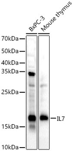 IL-7 Antibody in Western Blot (WB)