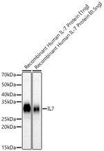 IL-7 Antibody in Western Blot (WB)