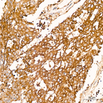 TRAF6 Antibody in Immunohistochemistry (Paraffin) (IHC (P))