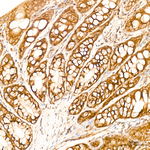 TRAF6 Antibody in Immunohistochemistry (Paraffin) (IHC (P))
