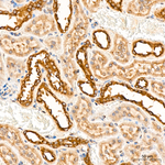 TRAF6 Antibody in Immunohistochemistry (Paraffin) (IHC (P))