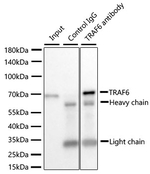TRAF6 Antibody in Immunoprecipitation (IP)
