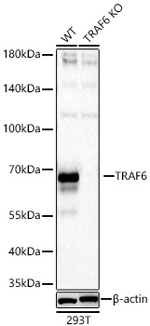 TRAF6 Antibody in Western Blot (WB)