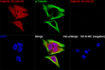 Galectin 3 Antibody in Immunocytochemistry (ICC/IF)