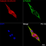 Galectin 3 Antibody in Immunocytochemistry (ICC/IF)