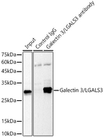 Galectin 3 Antibody in Immunoprecipitation (IP)