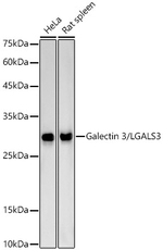 Galectin 3 Antibody in Western Blot (WB)