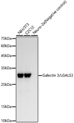 Galectin 3 Antibody in Western Blot (WB)