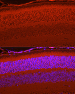 RPGR Antibody in Immunohistochemistry (Paraffin) (IHC (P))