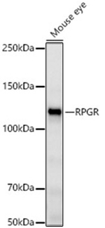 RPGR Antibody in Western Blot (WB)