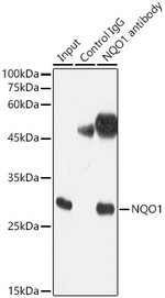 NQO1 Antibody in Immunoprecipitation (IP)