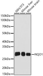 NQO1 Antibody in Western Blot (WB)