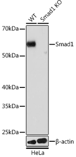 SMAD1 Antibody in Western Blot (WB)