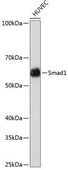 SMAD1 Antibody in Western Blot (WB)