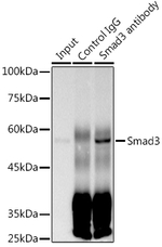 SMAD3 Antibody in Immunoprecipitation (IP)