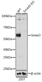 SMAD3 Antibody in Western Blot (WB)