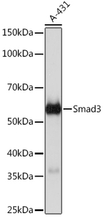 SMAD3 Antibody in Western Blot (WB)