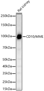 CD10 Antibody in Western Blot (WB)