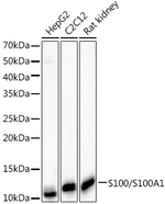 S100A1 Antibody in Western Blot (WB)
