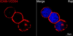 ICAM-1 Recombinant Rabbit Monoclonal Antibody (9S8V8)