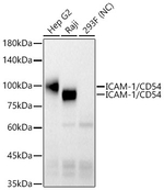 ICAM-1 Antibody in Western Blot (WB)