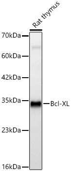 BCL-XL Antibody in Western Blot (WB)