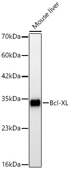 BCL-XL Antibody in Western Blot (WB)